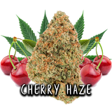 CHERRY HAZE - FLORES CBD 3GR